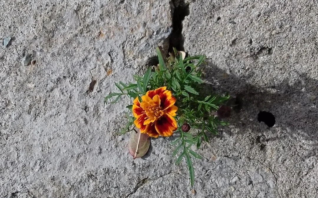flower pushing through concrete