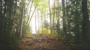 photo of sunlight filtering through the trees onto a heavily root-covered dirt hiking trail (featured image: "Beyond Awareness: What Suicide Prevention Really Asks of Us" article)