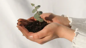 close-up photo of a woman's hands holding a eucalyptus sprig sprouting out of a small handful of dirt (featured image: "Recovery Is Not One-Size-Fits-All: AA Alternatives, Medication & Family Support in Northeast Ohio" article)