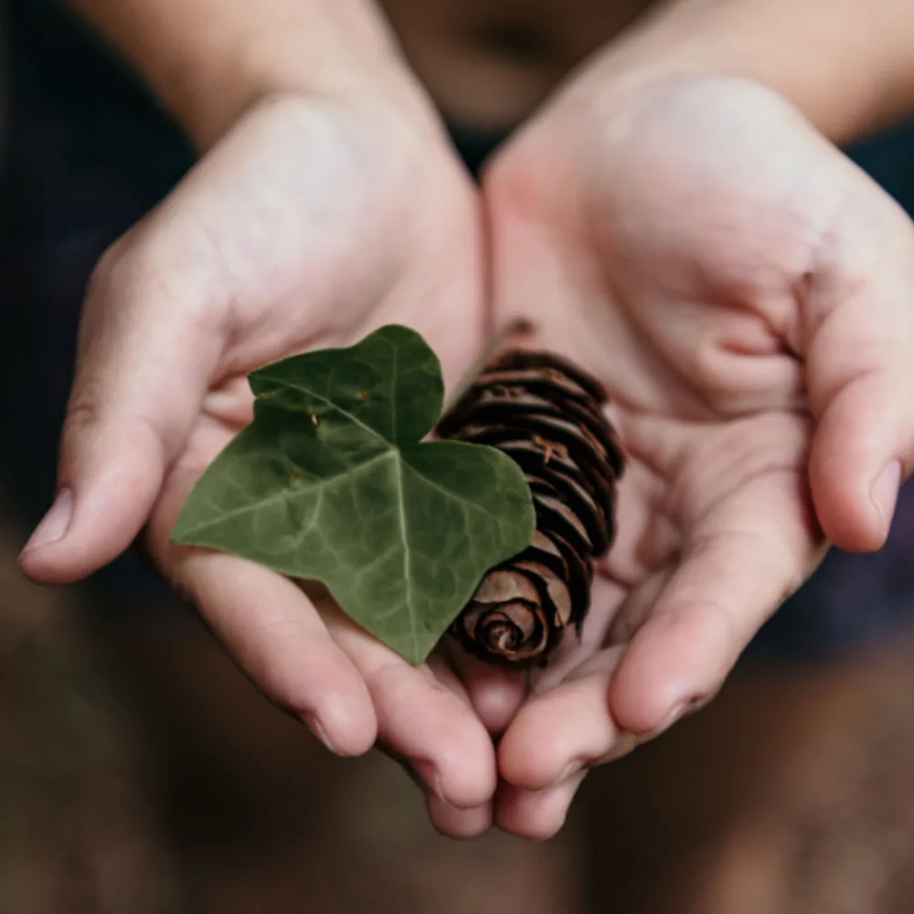 square-cropped close-up photo of two hands holding an ivy leaf and a pinecone (mental health workshop: Reconnecting with Nature)