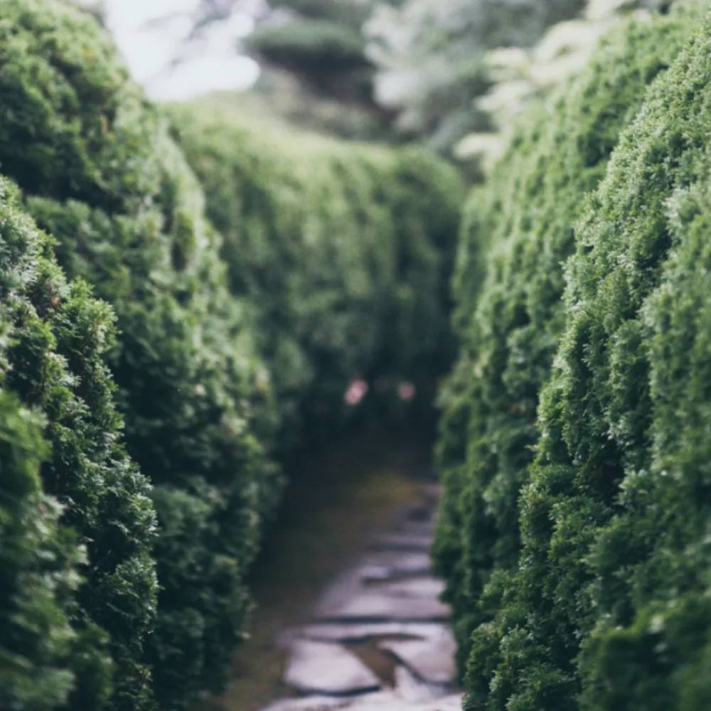 square cropped photo of a path winding through a topiary maze (featured image: "Rewriting Your Inner Narrative: Understanding Self-Esteem, Self-Compassion, and the Stories We Tell Ourselves" mental health workshop)