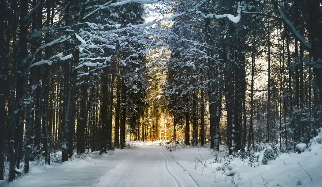 dark photo of a snow-covered road surrounded by snowy pine trees with sunlight shining on the trees directly ahead (featured image: "When the Seasons Change, So Do We: Understanding Seasonal Depression and Finding Your Way Through Winter" article)