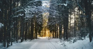 dark photo of a snow-covered road surrounded by snowy pine trees with sunlight shining on the trees directly ahead (featured image: "When the Seasons Change, So Do We: Understanding Seasonal Depression and Finding Your Way Through Winter" article)