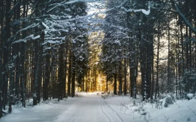 When the Seasons Change, So Do We: Understanding Seasonal Depression and Finding Your Way Through Winter